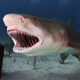 Illustration for article titled Do Sharks Have Personalities?